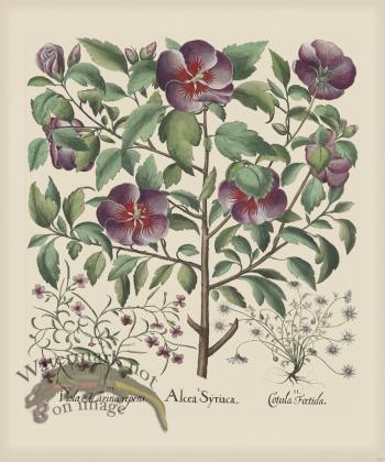 Besler 145 Colored  B2